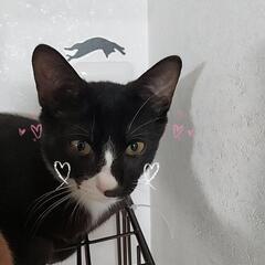 かわいい４匹兄弟✨️✨️３ヶ月半！ - 猫