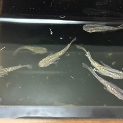 令和サファイア×星河ヒレナガ1ペア1000円 メダカ　めだかの画像