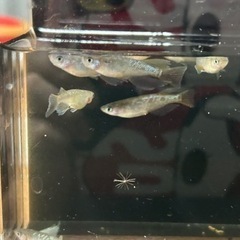 令和サファイア×星河ヒレナガ1ペア1000円 メダカ　めだかの画像