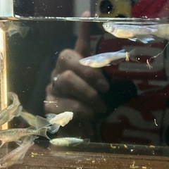 令和サファイア×星河ヒレナガ1ペア1000円 メダカ　めだかの画像