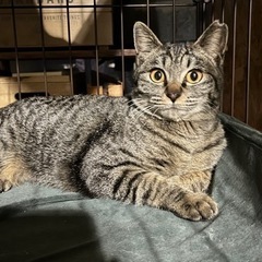 🐈優先🐈先住猫ちゃんがいてる方🐈