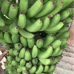 超巨大ジャイアントキャベンディシュバナナ たけのこ50センチ〜140センチくらいの苗の画像