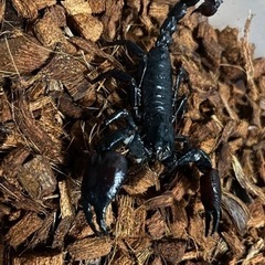 チャグロサソリ成虫(3匹)の画像