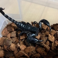 チャグロサソリ成虫(3匹)の画像