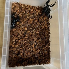 チャグロサソリ成虫(3匹)の画像
