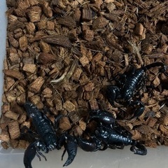 チャグロサソリ成虫(3匹)の画像