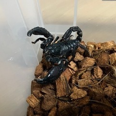 チャグロサソリ成虫(3匹)の画像