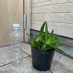 植物:アロエ【こちらは終了、別投稿あります】