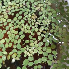 水草、浮き草　サルビニア・ミニマ　メダカ、観賞魚用 