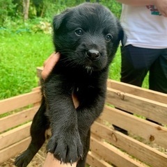 【生後1ヶ月の子犬／6頭兄弟】推定2023年7月20日生まれ