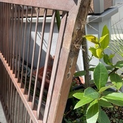 直接引取り限定ルーバーラティスフェンス 90×180cm カインズ (トミー