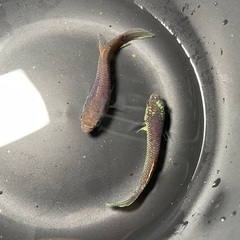 ワイルドベタ　アントゥタ　タイプSB 若魚　ペアの画像