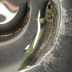 ワイルドベタ　アントゥタ　タイプSB 若魚　ペアの画像
