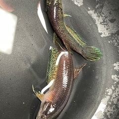 ワイルドベタ　アントゥタ　タイプSB 若魚　ペア