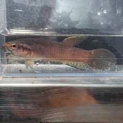 ワイルドベタ　アントゥタ　タイプSB 若魚　ペアの画像
