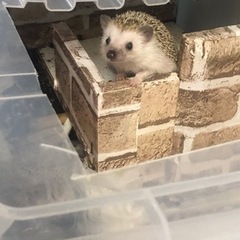 ハリネズミ里親さんなってくださる方
