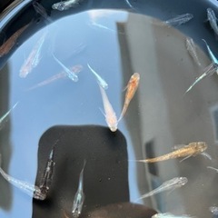 ※募集終了しましたの画像