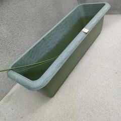 鉢植え