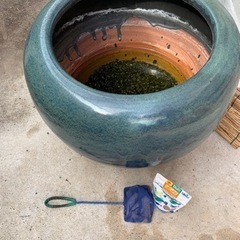 火鉢入り　メダカ飼育セット一色　ドジョウ二匹入ってます。
