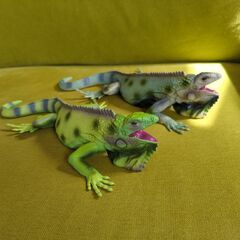 グリーンイグアナ　2体セット