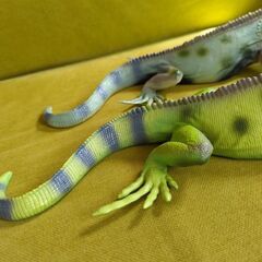 グリーンイグアナ　2体セットの画像