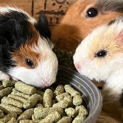 ヤドクガエル、モルモット、レオパなどを繁殖・販売
