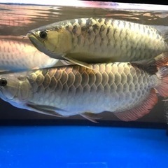 熱帯魚、水槽お売りください！ - 成田市