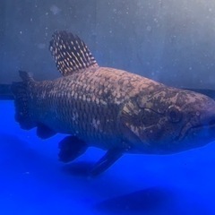 熱帯魚、大型水槽売ってください！ − 茨城県