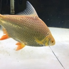 熱帯魚、大型水槽売ってください！ - つくば市