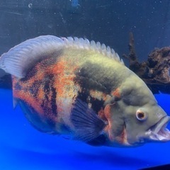 熱帯魚、大型水槽売ってください！ - 助け合い
