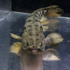 熱帯魚、大型水槽売ってください！ - 買いたい/ください