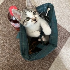 2ヶ月半の子猫(再募集)