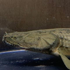 熱帯魚、水槽出張買取致します！手間いらず - 豊島区