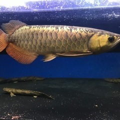 熱帯魚、水槽出張買取致します！手間いらず - ペット