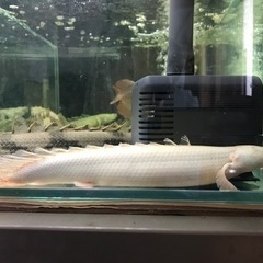 熱帯魚、水槽出張買取致します！手間いらず - 地元のお店