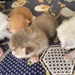 生後1ヶ月です🐈‍⬛