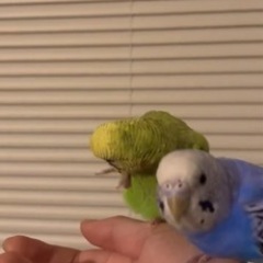 セキセイインコ　黄緑