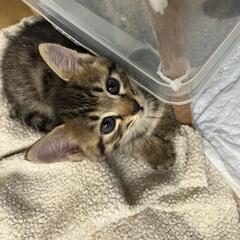 童顔で超可愛いです！キジトラ♀生後1ヶ月前後