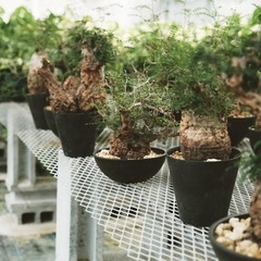 【簡単】植物の梱包・発送・水やり作業　時給1100円　勤務時間要相談の画像
