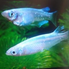 幹之メダカの稚魚の画像