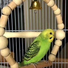 インコを逃がしてしまいましました