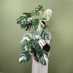 【簡単】植物の梱包・発送・水やり作業　時給1100円　勤務時間要相談