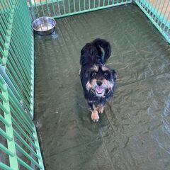 譲渡しました - 犬