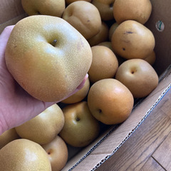 梨(訳あり) 1個100円の画像