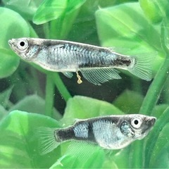 メダカ🐟墨武 【ボブ 】1ペア〜の画像
