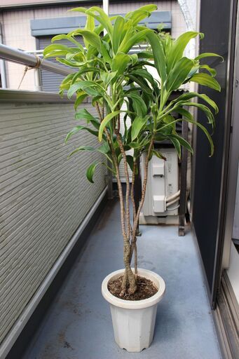 ■観葉植物　グリーンコンパクタ７