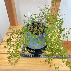 観葉植物　ワイヤープランツ