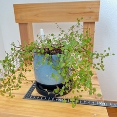 観葉植物　ワイヤープランツの画像