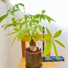 観葉植物　パキラ　太枝