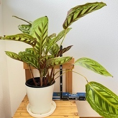 観葉植物　カラテア